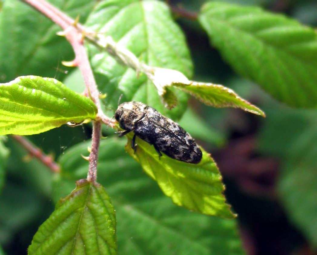 Coleoptera: Coraebus rubi